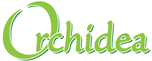 Orchidea